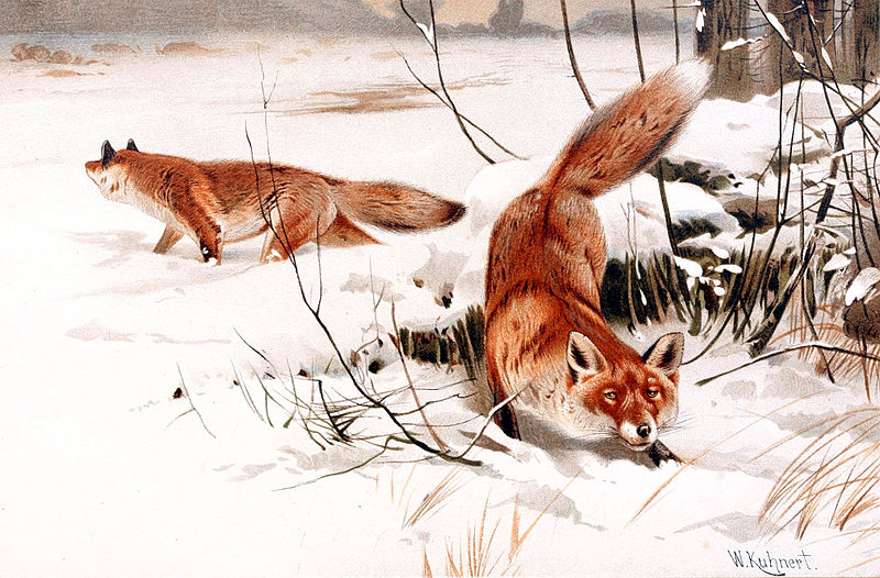 An 1893 painting by German artist Wilhelm Kuhnert showing two red foxes playing in the snow.